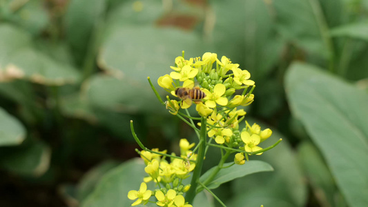 油菜花地蜂蜜采蜜忙视频