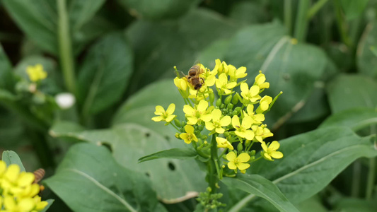 油菜花地蜂蜜采蜜忙视频