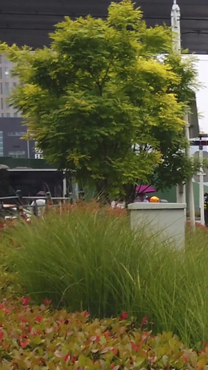 城市无污染环保公共交通工具有轨电车素材城市风光21秒视频
