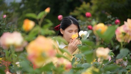 4K月季花与少女视频