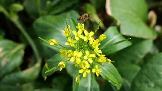 油菜花地蜂蜜采蜜忙视频