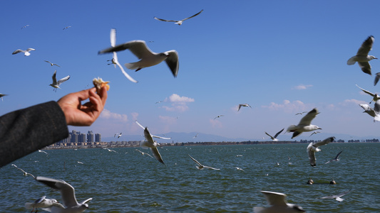 云南昆明滇池海埂公园游客喂食红嘴鸥4k素材视频