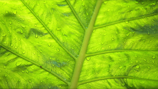 雨滴打在芭蕉叶上[芋叶]视频