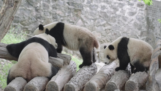 成都熊猫乐园大熊猫视频