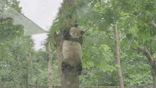 成都熊猫乐园大熊猫视频