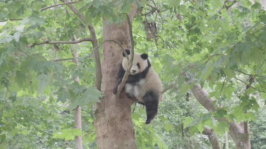 成都熊猫乐园大熊猫视频