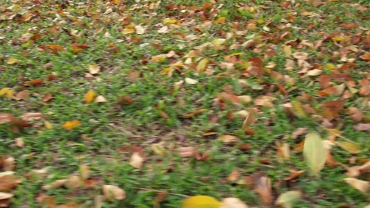 落在草地上的树叶实拍视频
