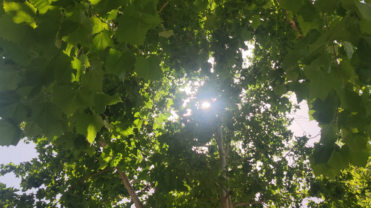 夏日阳光照射在树上视频