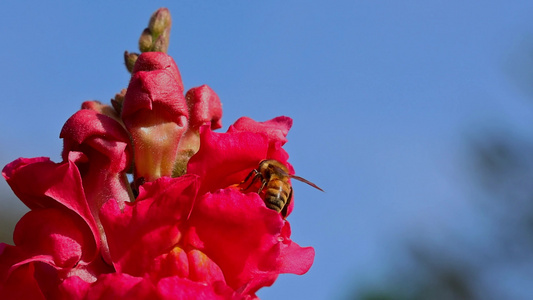 春暖花开蜜蜂采蜜视频