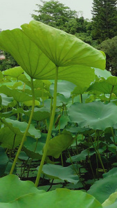 夏日荷叶浮萍夏天来了视频