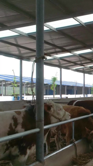 大规模牛养殖业航拍畜牧业45秒视频
