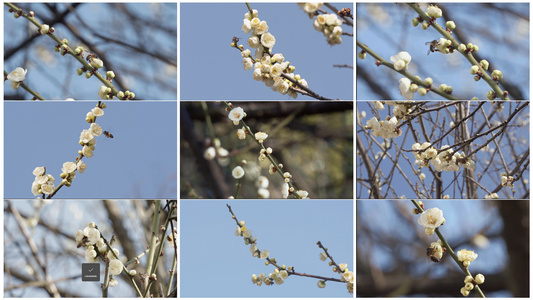 春天阳光下的腊梅花蜜蜂视频