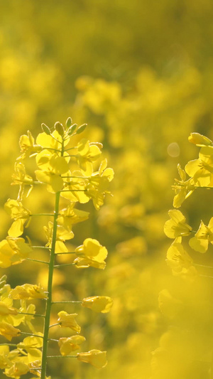 微距摄影城市郊外金黄色油菜花素材生机勃勃51秒视频