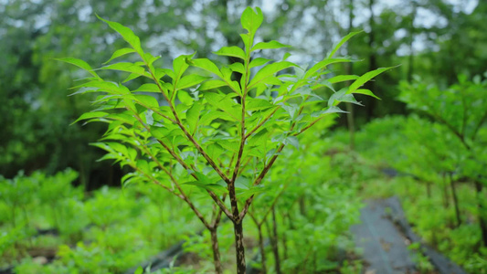 魔芋种植视频