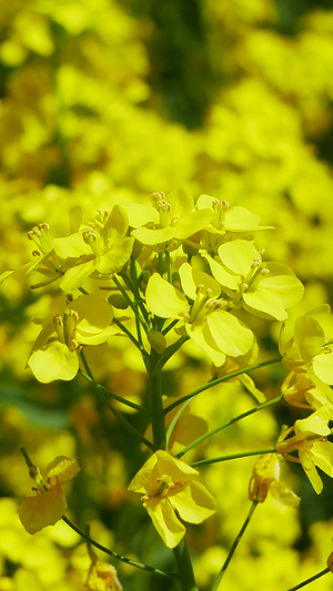 油菜花花海静态实拍49秒视频