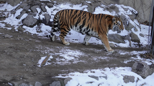 虎年老虎东北虎动物园野兽北京动物园4A级景区视频