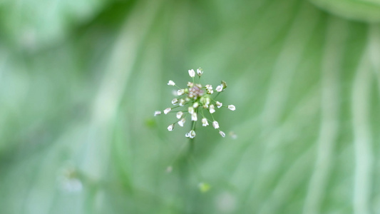 春日绿色花草随风摇动唯美慢镜头视频