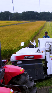 丰收稻谷机械收割中国农民丰收节视频