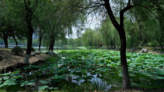 武汉汉口后襄河公园风景视频