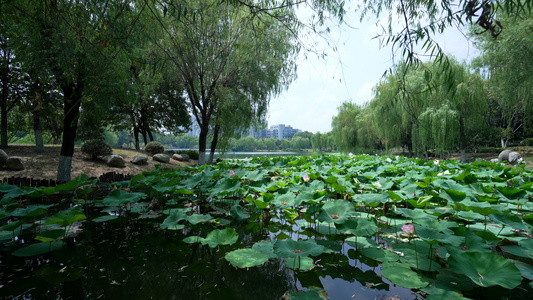 武汉汉口后襄河公园风景视频