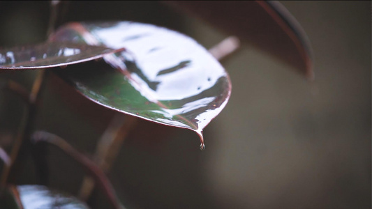 下雨天树叶上的雨滴视频