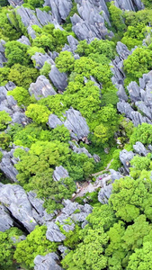 云南石林世界地质公园航拍喀斯特地貌视频