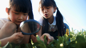 4k实拍小朋友用放大镜认真观察植物15秒视频