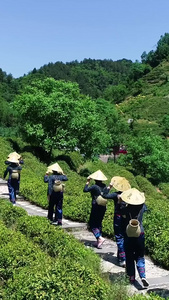 商南县茶山航拍春茶节视频