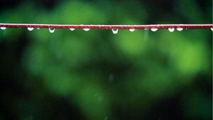 雨天电线杆上的水滴31秒视频