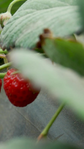 农业大棚种植水果视频