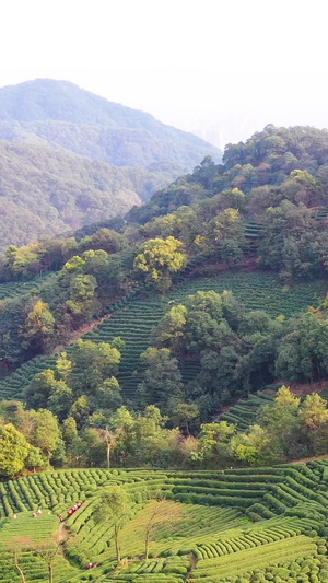 航拍杭州西湖龙井村茶山63秒视频