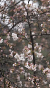 城市校园早樱盛开樱花季春天素材樱花素材视频