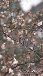 城市校园早樱盛开樱花季春天素材樱花素材视频