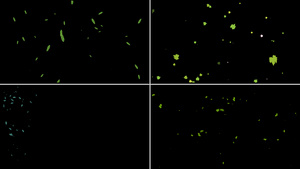 一组绿叶粒子漂浮动画12秒视频