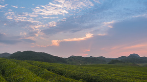 4k夕阳延时春茶山坡15秒视频