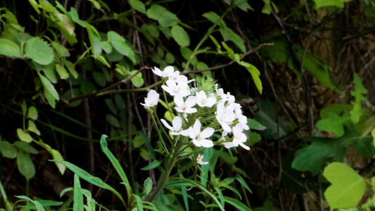 山上盛开的白色野花野菜狭叶珍珠菜视频