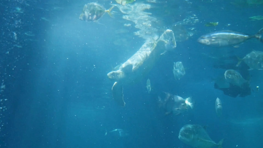 水族馆视频