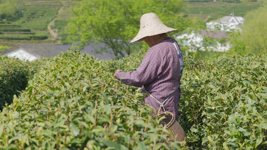 4k茶农茶园采茶【该视频无肖像权，请勿商用】[茶工]视频