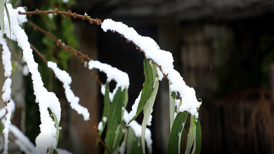 雪花飘落树脂视频