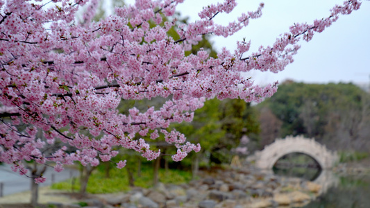 春季粉色樱花桃花盛开视频