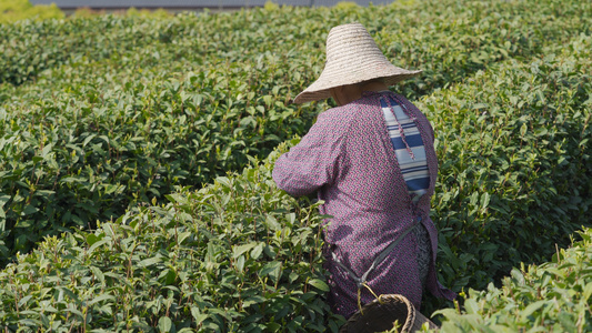 4k戴草帽的南方茶园茶农采茶[南方人]视频