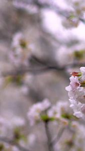 春天樱花季来临樱花盛开唯美视频素材樱花雨视频