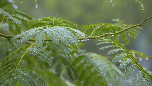  4K雨天景观视频