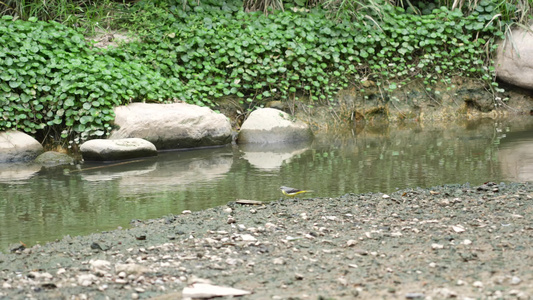 水边小鸟实拍视频