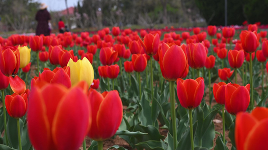 春天公园里盛开的郁金香花海自然风光视频