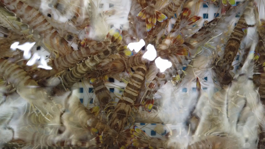 水产市场鲜活斑节虾视频