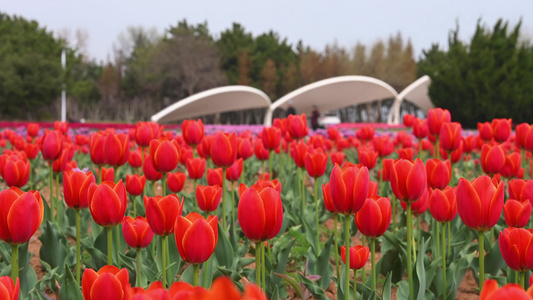 春天公园里盛开的郁金香花海自然风光视频