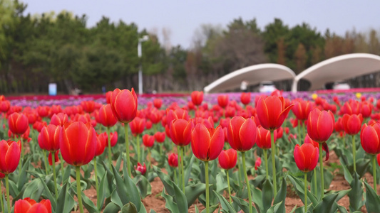 春天公园里盛开的郁金香花海自然风光视频