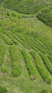 航拍茶叶采摘生态种植视频