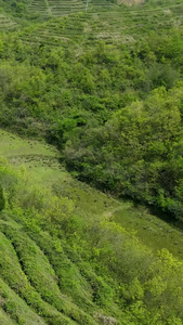 航拍茶叶采摘生态种植视频